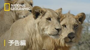 サベージ・キングダム 4：残酷の帝国 - 予告編 | ナショジオ